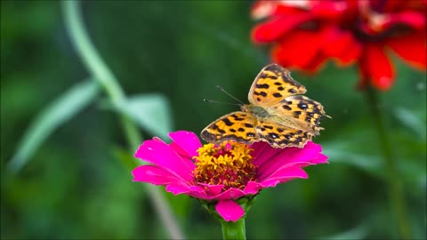 beautiful butterfly !