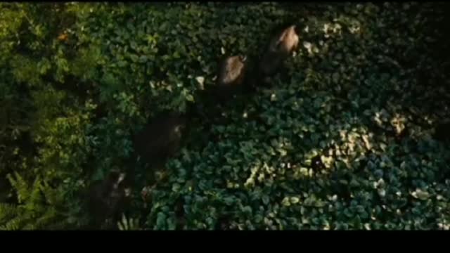The quiet life of apes is broken