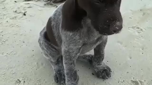 Every weather forecast needs a puppy and their in-built flapping ear wind gauge. Just to be sure