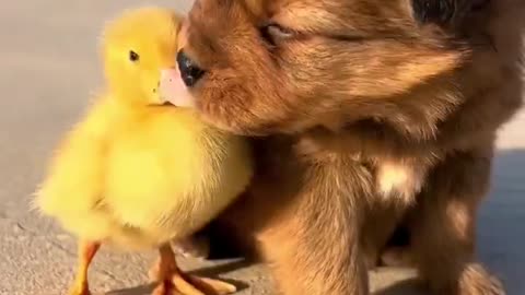 Chick and puppy