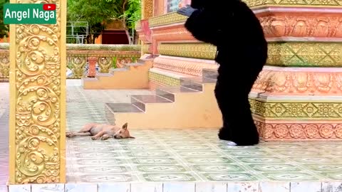 Very funny video animal prank