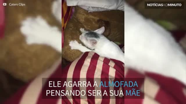 Gato confunde almofada com sua mãe