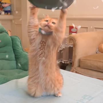 "Fowl Play: Hilarious Cat and Hen Shenanigans!"