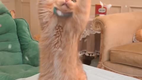 "Fowl Play: Hilarious Cat and Hen Shenanigans!"
