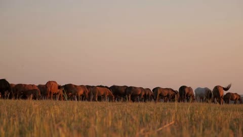 flock of horses on field at grazing, animals on walking