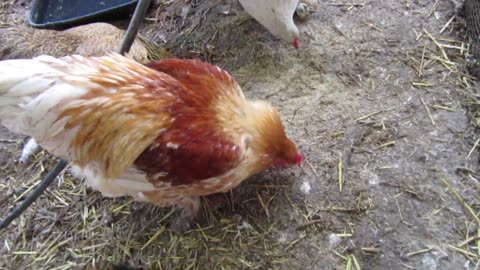 Mexican speckled quail