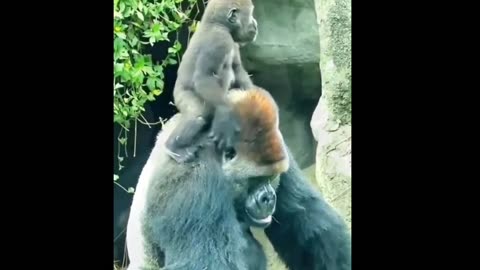 Gorilla 🦍 and his funny baby