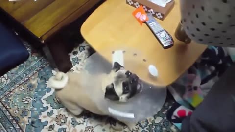 Funny Dog Videos Compilation