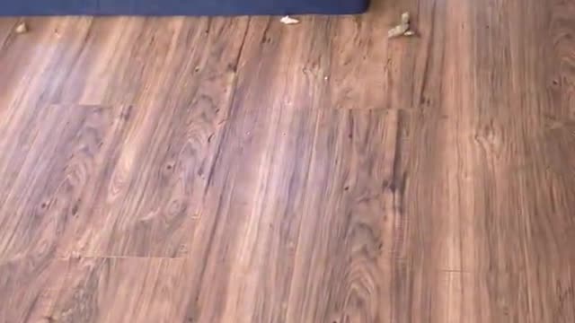 German Shepherd puppy plays with the broom while mom tries to clean with it!