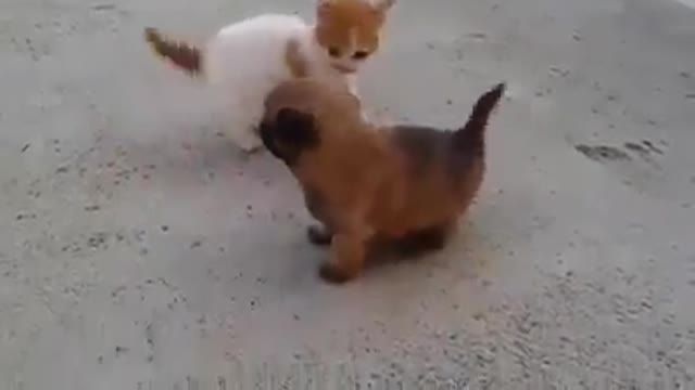 Fight cat is stronger than the dog,