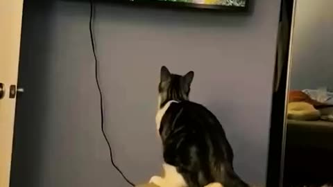 CATS AND DOGS FUNNY REELS IN RUMBLE LOVE IT