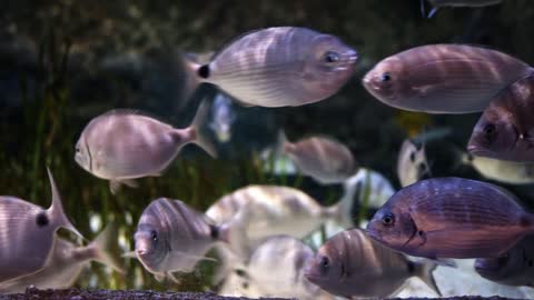 Animal Fishes In Pure Underwater