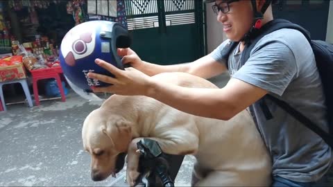 2 Dogs super cute