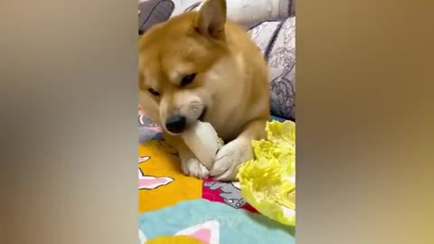 Cat Reaction to Cutting Cake - Funny Dog Cake Reaction Compilation | Pets Kingdom