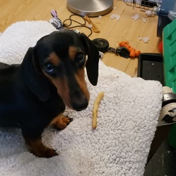 Peanut Pup playing with a French fry