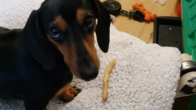 Peanut Pup playing with a French fry