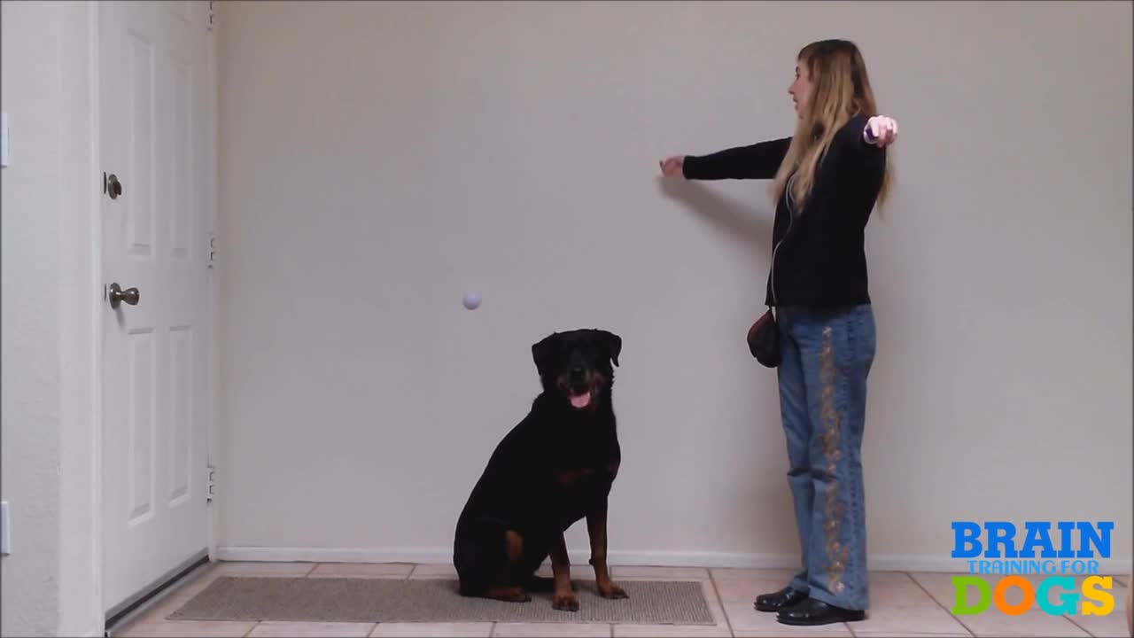 Brain Training for Dogs - The Airplane Game Exam Demonstration