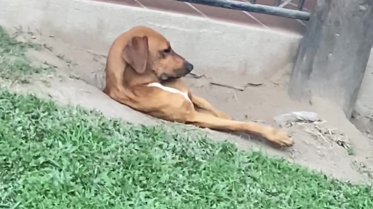 Dog Hangs Out In Dirt Hole