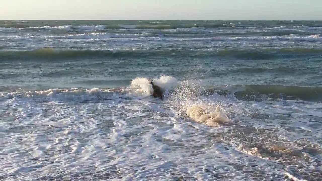 Dog and wave