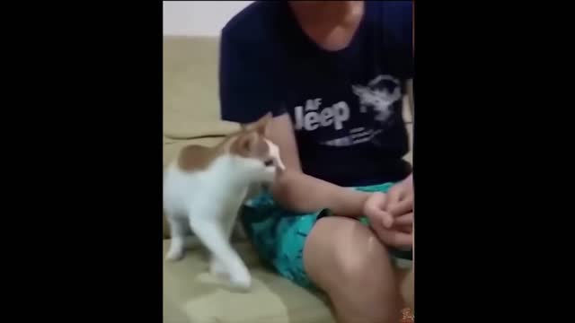 Funny pets dog cat