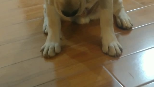 Adorable Labrador puppy's training !