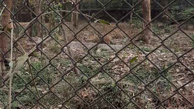 Leopard drinking