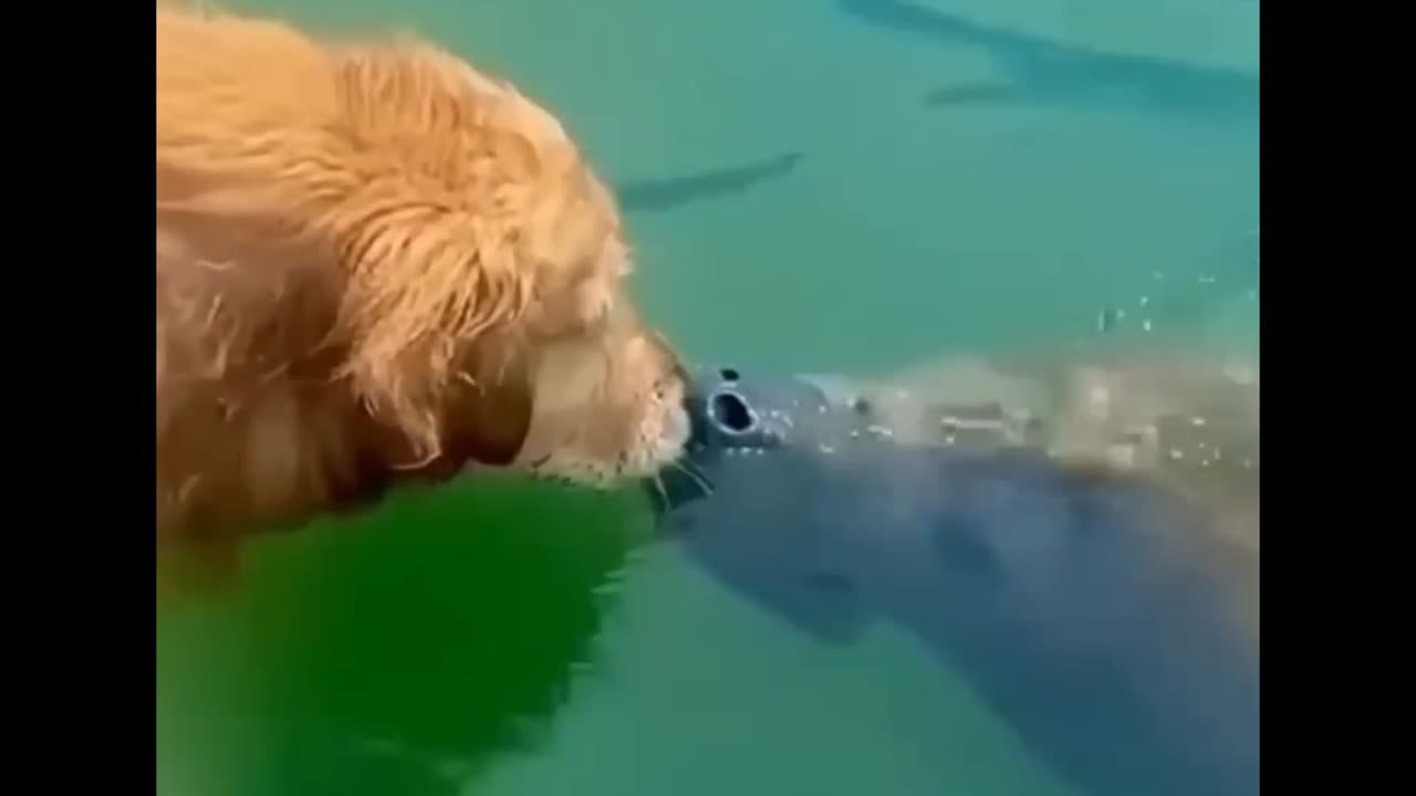 this dog met an true friendship