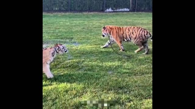 Fight between tigers, they can do it