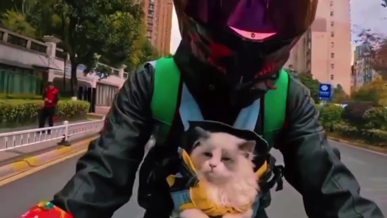 How to take your favorite cat on a bike