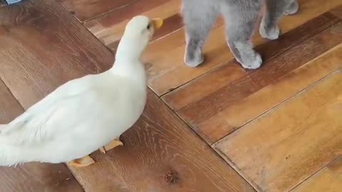 Brave duckling funny cat