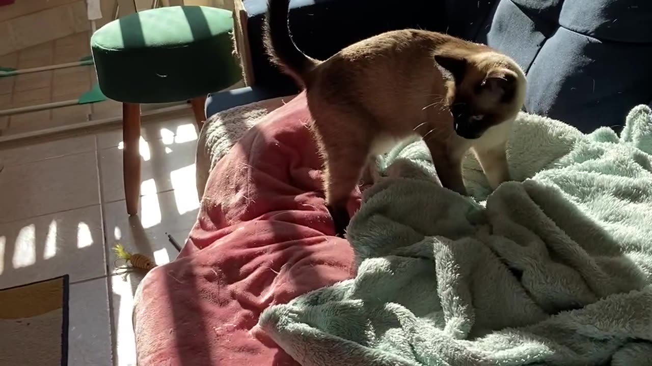 Kitten Gymnastics