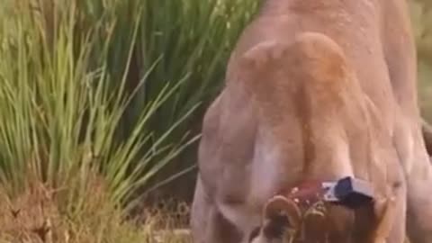 How a lion injured a deer cub