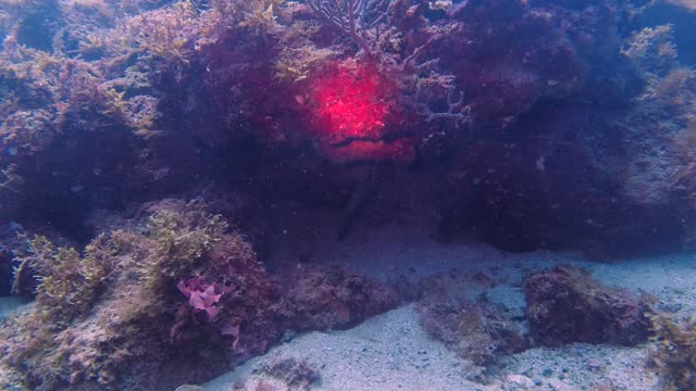 San Carlos 2022 Dive 2 - 4K Video