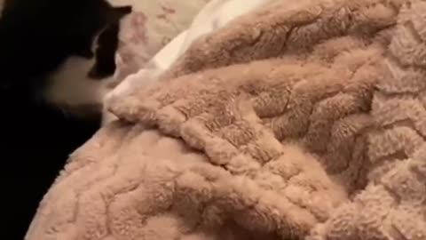 cat helping owner take care of baby