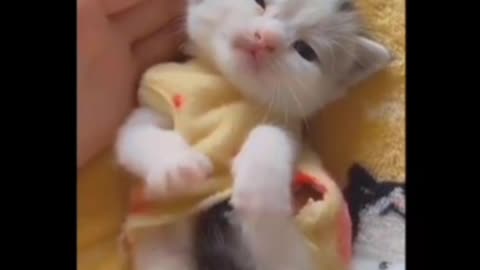 baby cat, so cute ❤️😍