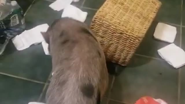 Ark of Grace...CAUGHT RED HOOFED!! NOBLE THE PIG IS AT IT AGAIN