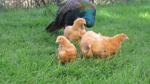 Mexican Speckled (and 4 White Bobwhite) chicks