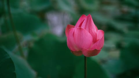 Flowers video