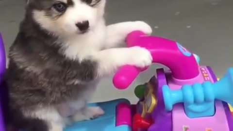 Compilation cutest moment of the animals - Cutest Puppies