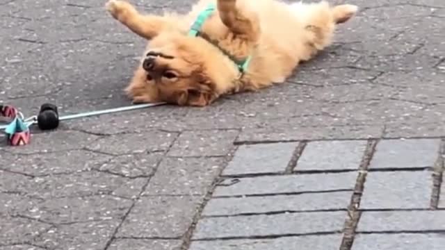 pass out funny dog