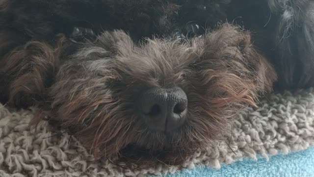 puppy