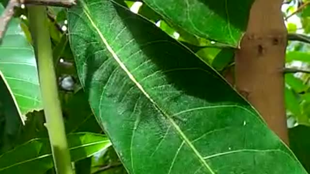 Tiny insect hidden among the mango leaves!