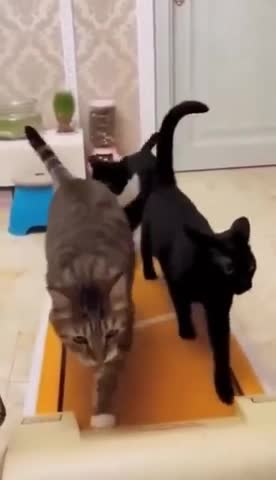 the fight for the treadmill