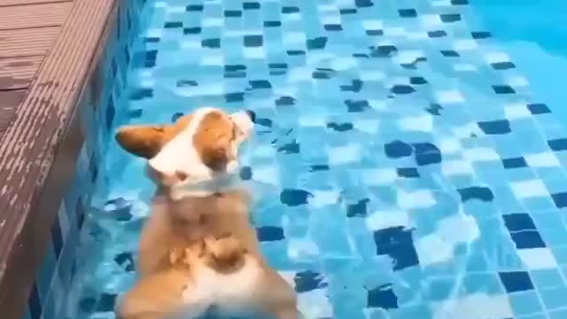 Câozinho nadando na piscina