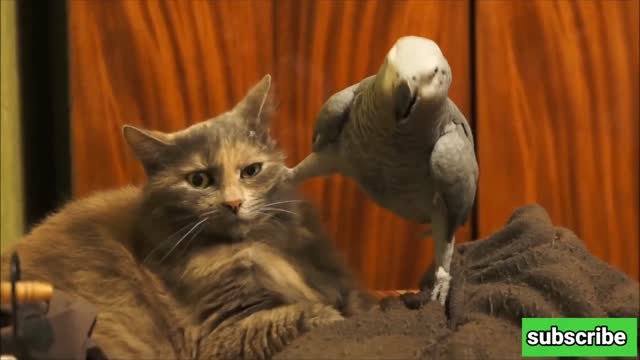 Cat parrot funny moments