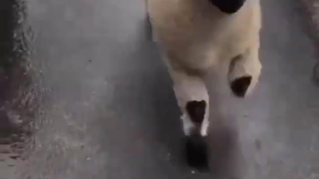 Cute Sheep Skipping