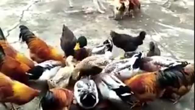 Chicken VS Dog Fight Funny time