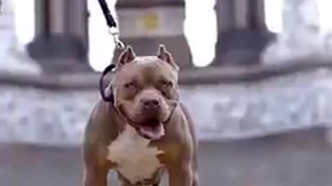 pitbull dog attitude status most popular dog breed in world #shorts #shorts 👿👿