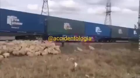 Train Plows Through Sheep