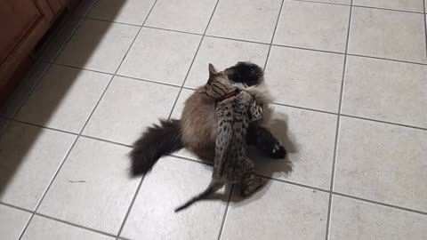 Savannah kitten and Himalayan cat wrestling